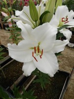 [4504 PO92 LUN 4256 No02.JPG]